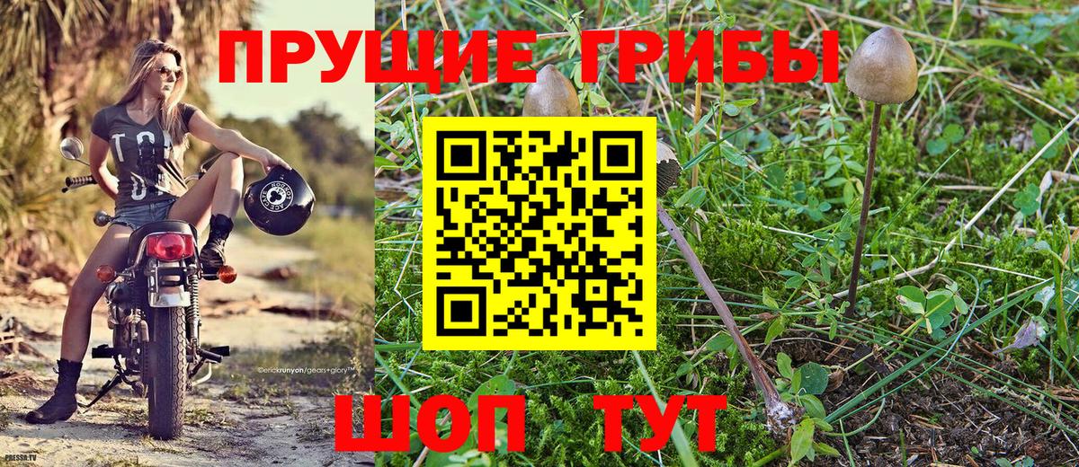 Псилоцибиновые грибы GOLDEN TEACHER  Вход с VPN  Галлюциногенные грибы GOLDEN TEACHER  Новокузнецк 